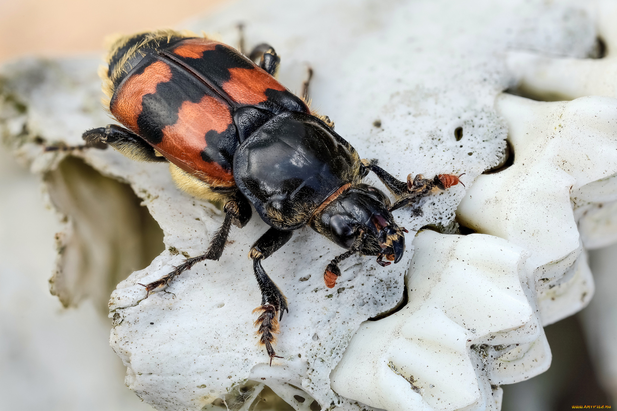 nicrophorus vespillo, , , 